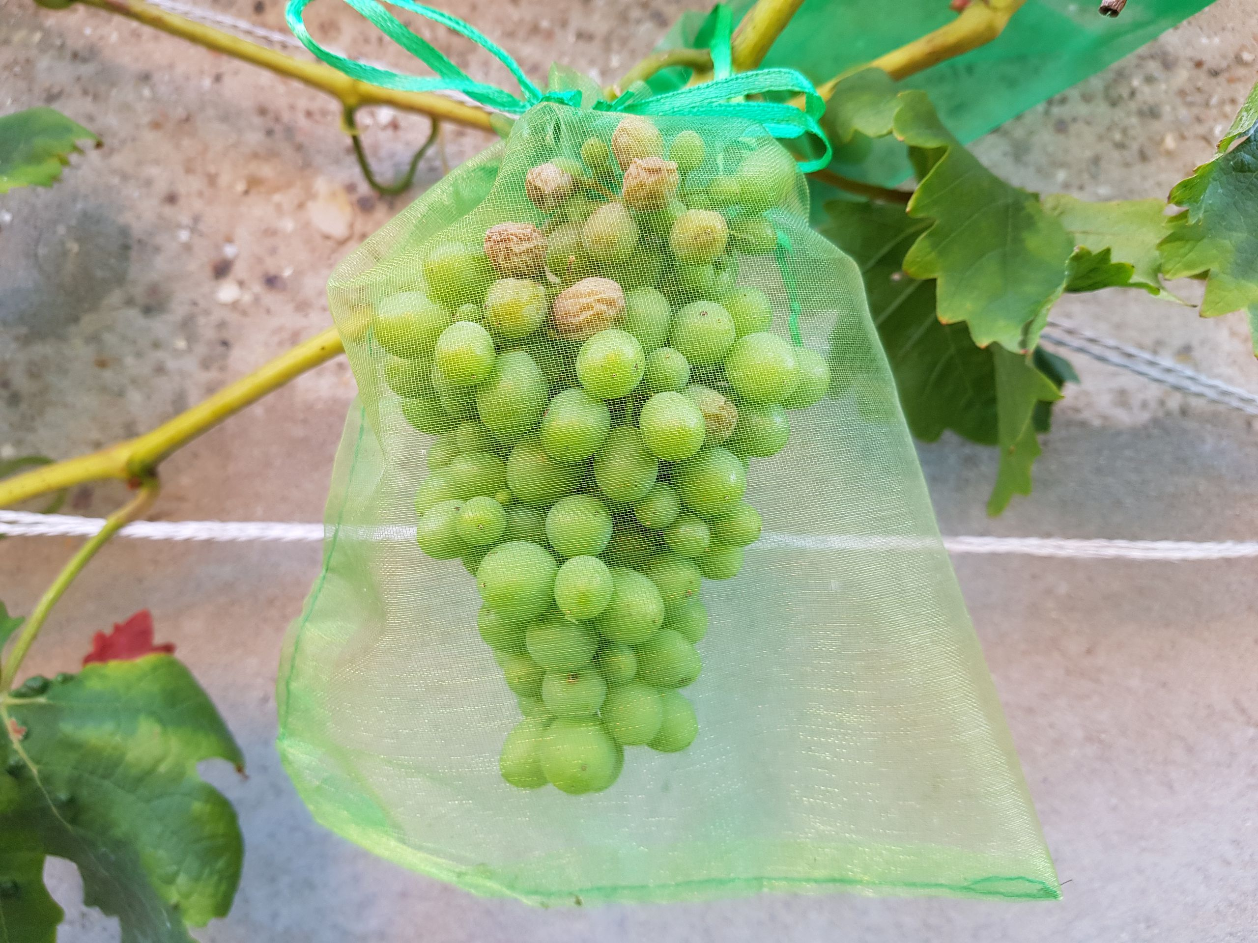 Der Wein reift
