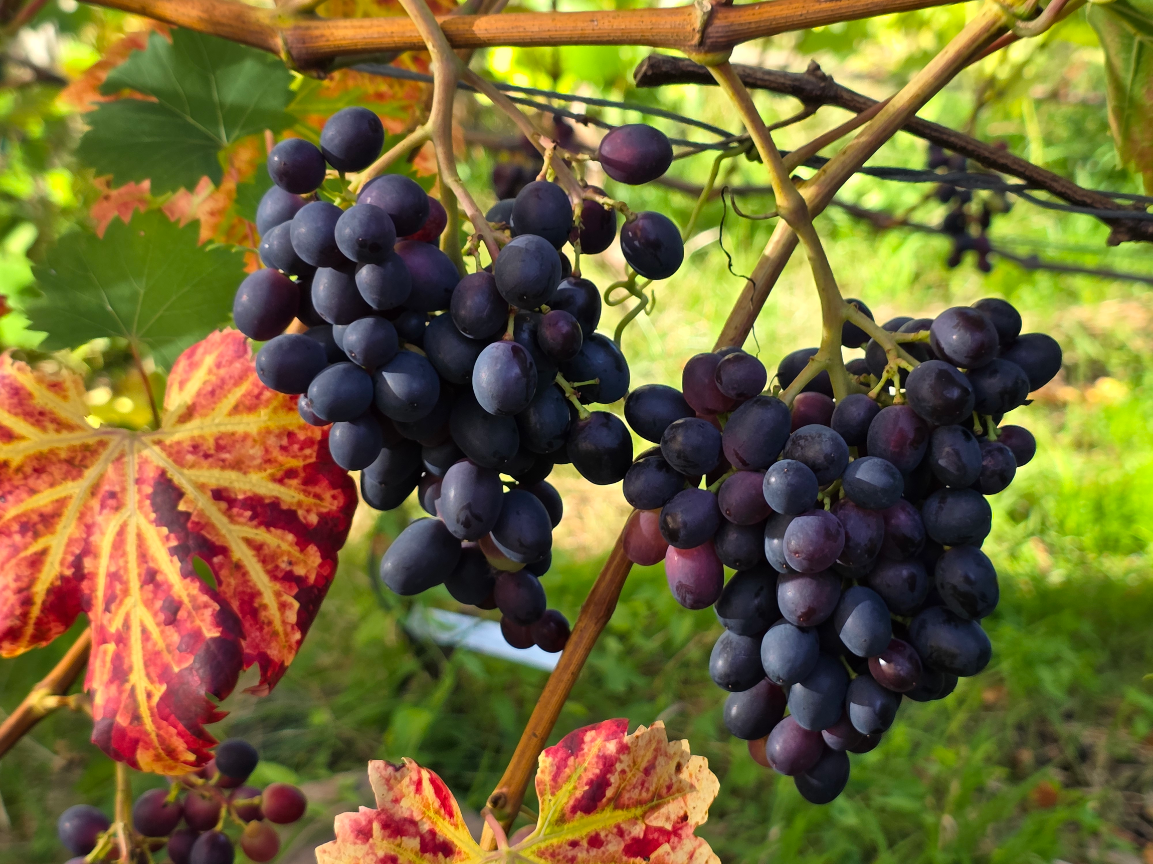Unser 2025er Wein reift